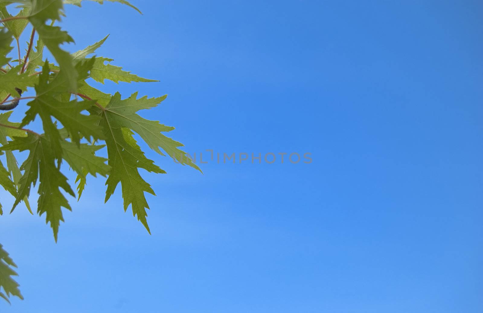 Leaf in the sky