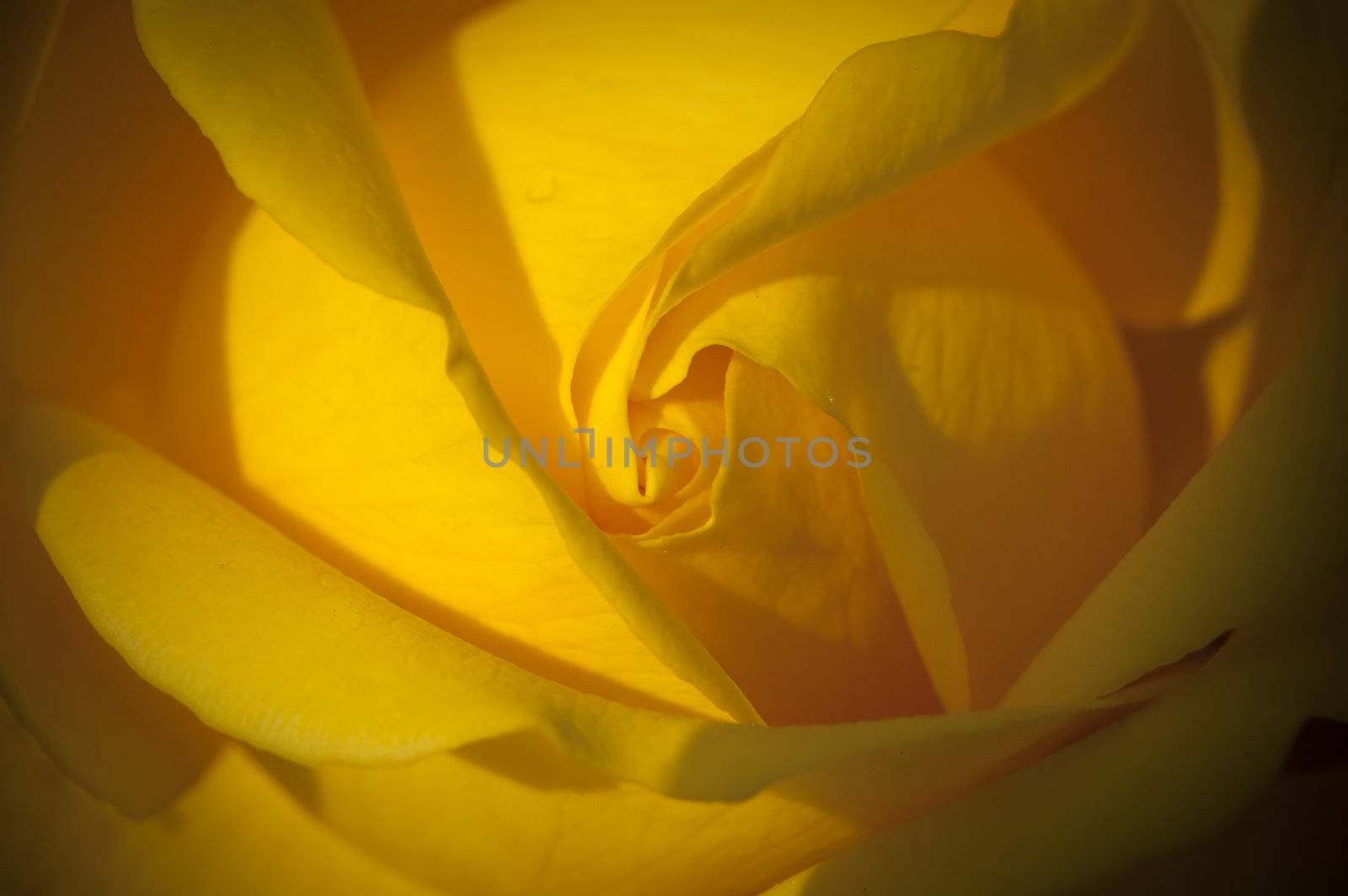 A yellow rose