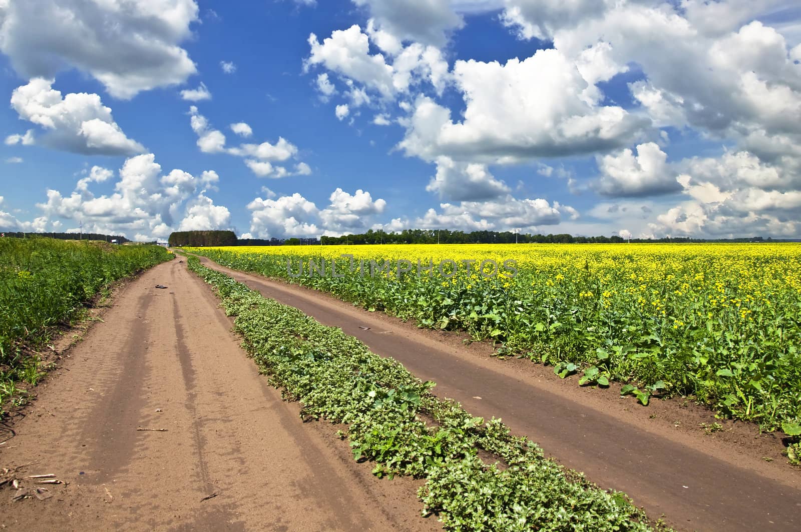 Field of yellow flowers and suburban dirt road that goes the distance. Summer landscape.