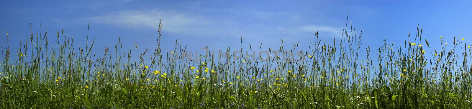 Grass and sky by cla78