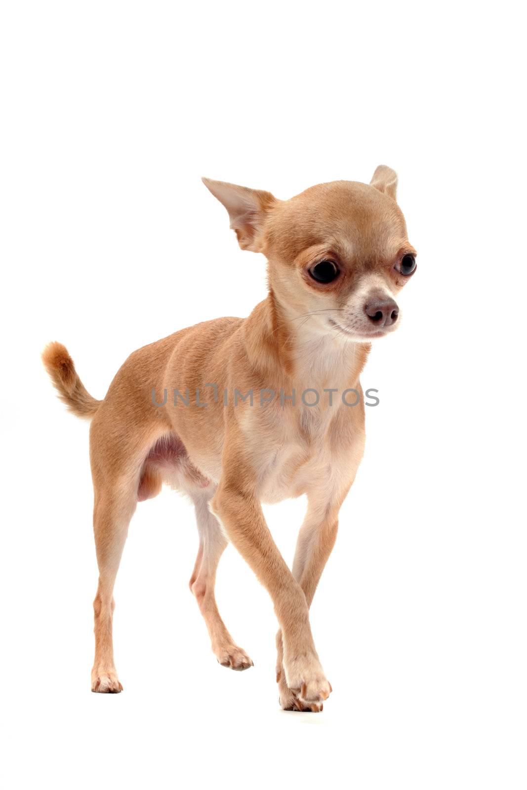 portrait of a cute purebred  puppy chihuahua in front of white background