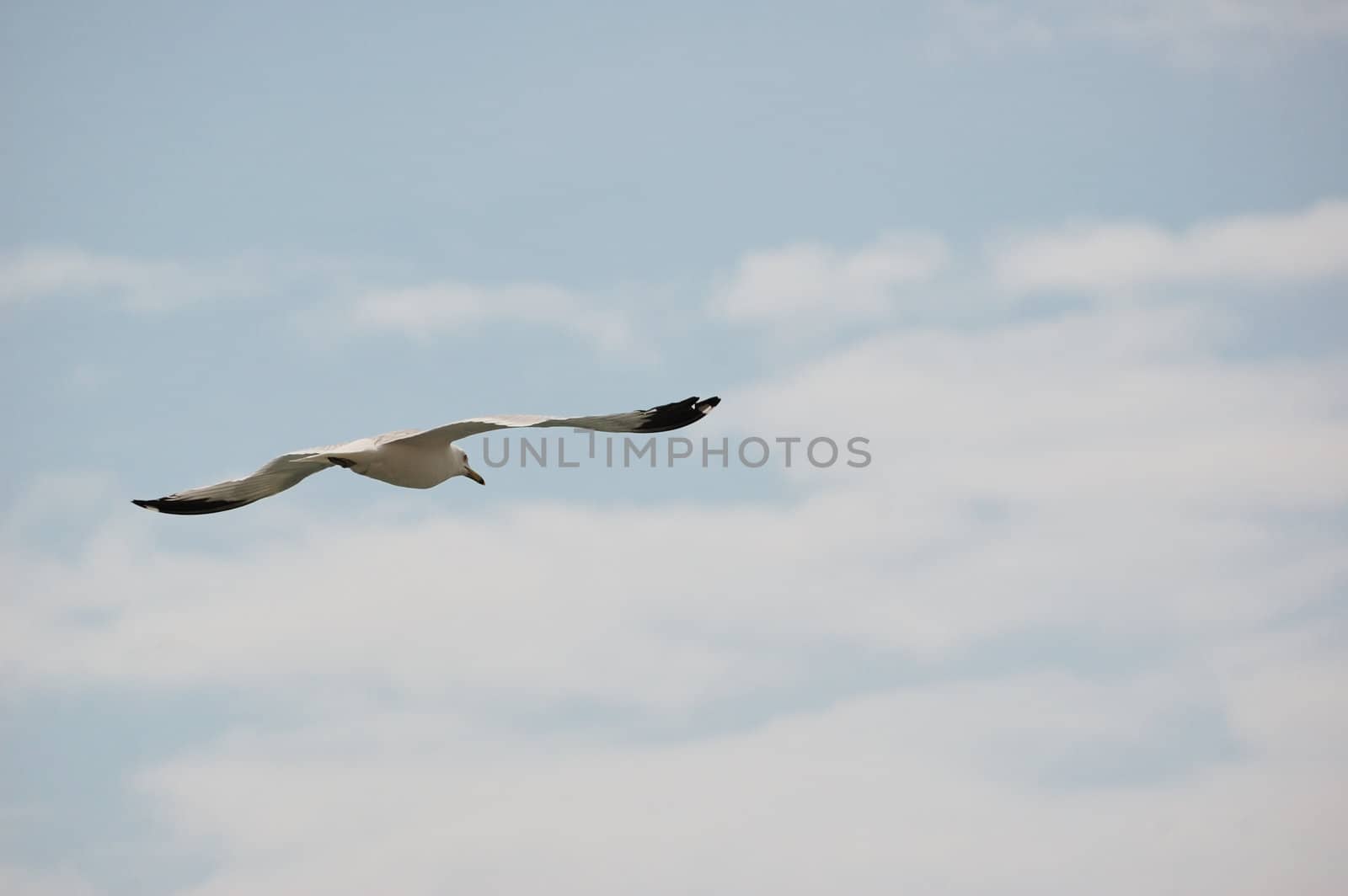 Ring-billed Seagull by brm1949