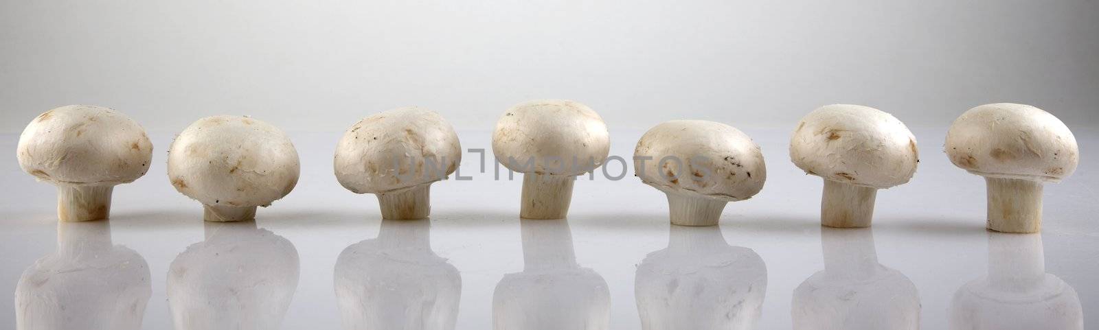 Edible white champignon mushrooms by VictorO