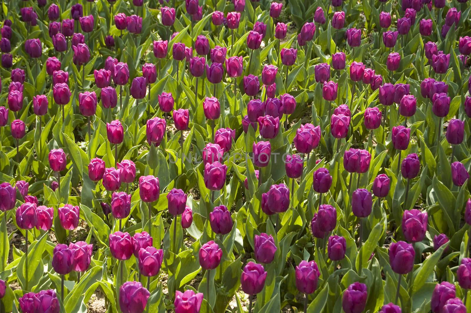 MAny tulips