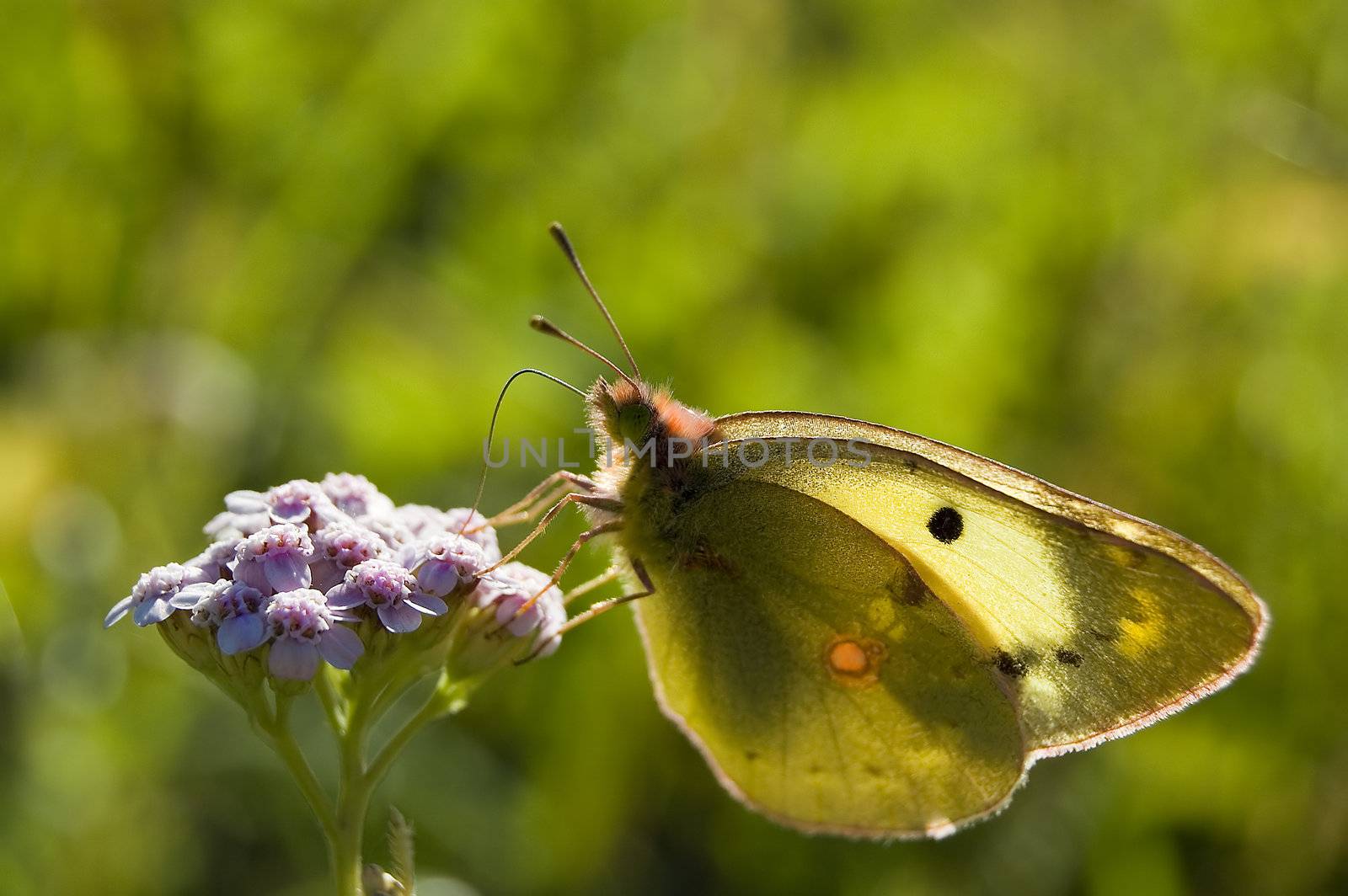 Butterfly on a flower