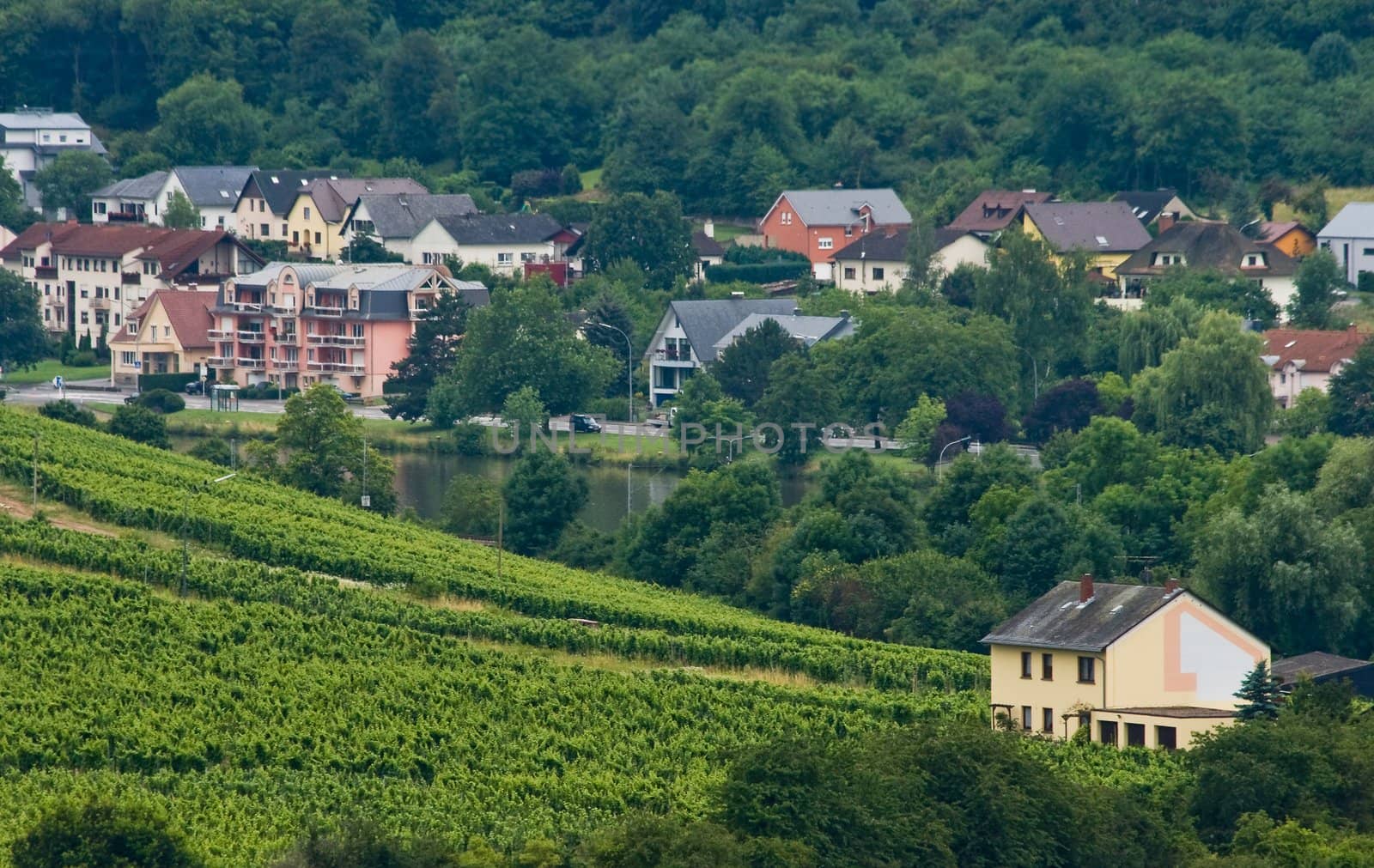 View over landscape with houses, forest and vineyards