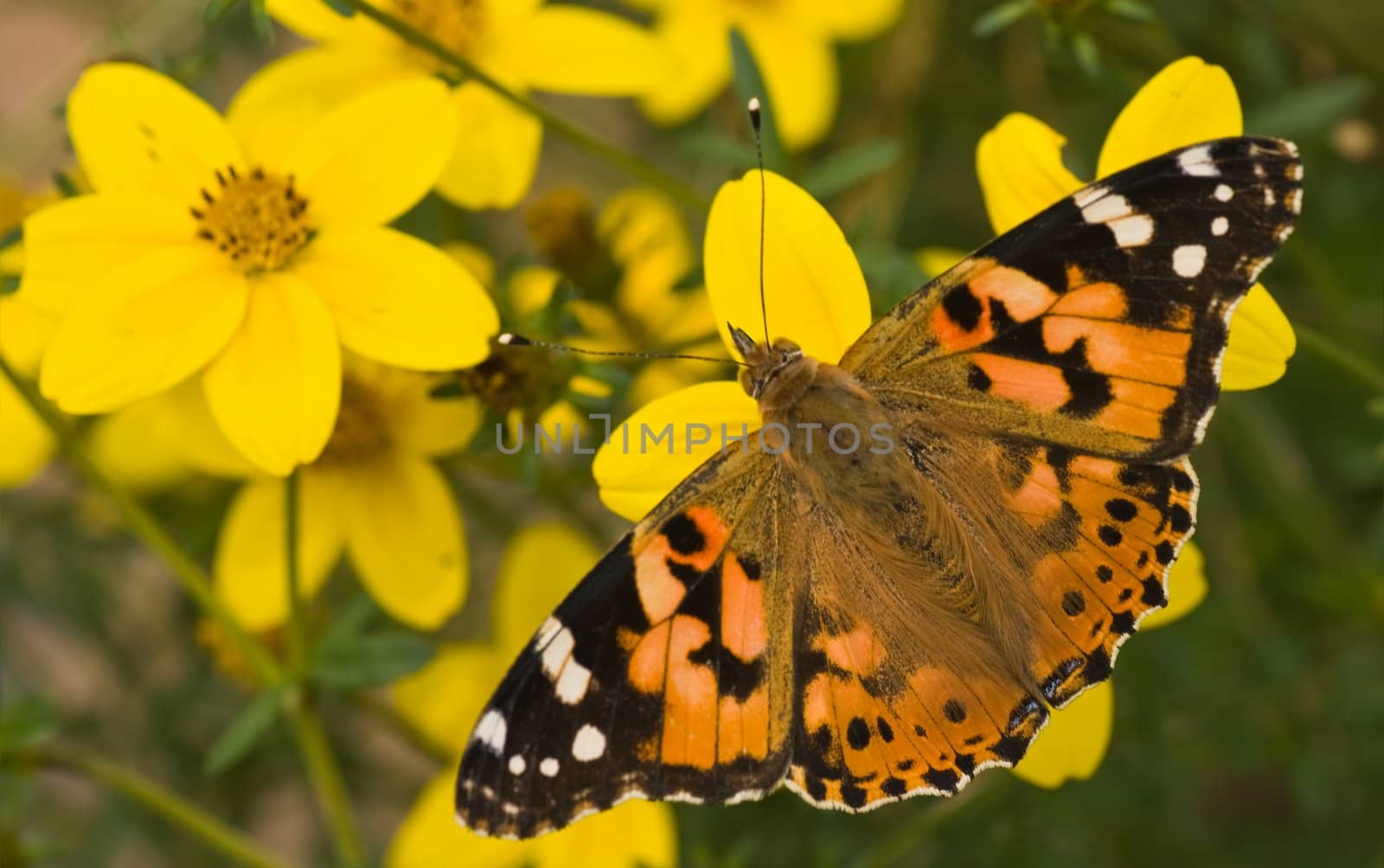 Painted lady on yellow flowers in summer by Colette