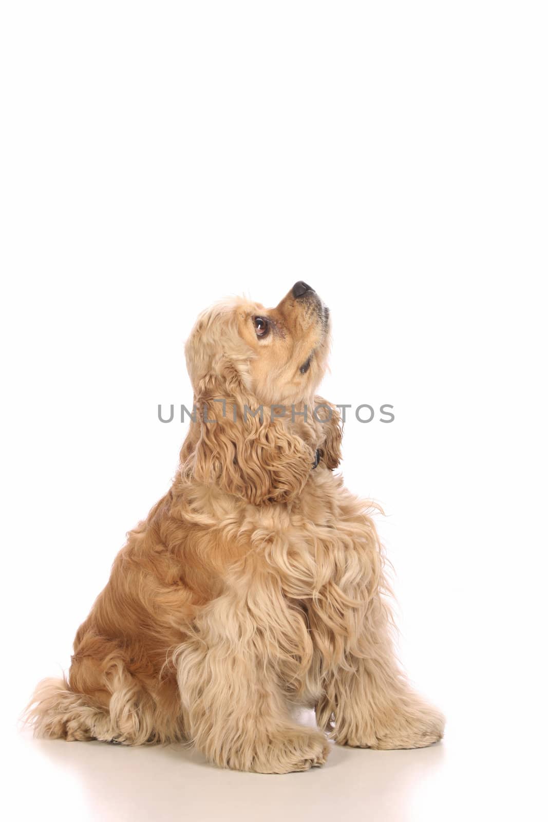 American Cocker Spaniel looking up, isolated on white background