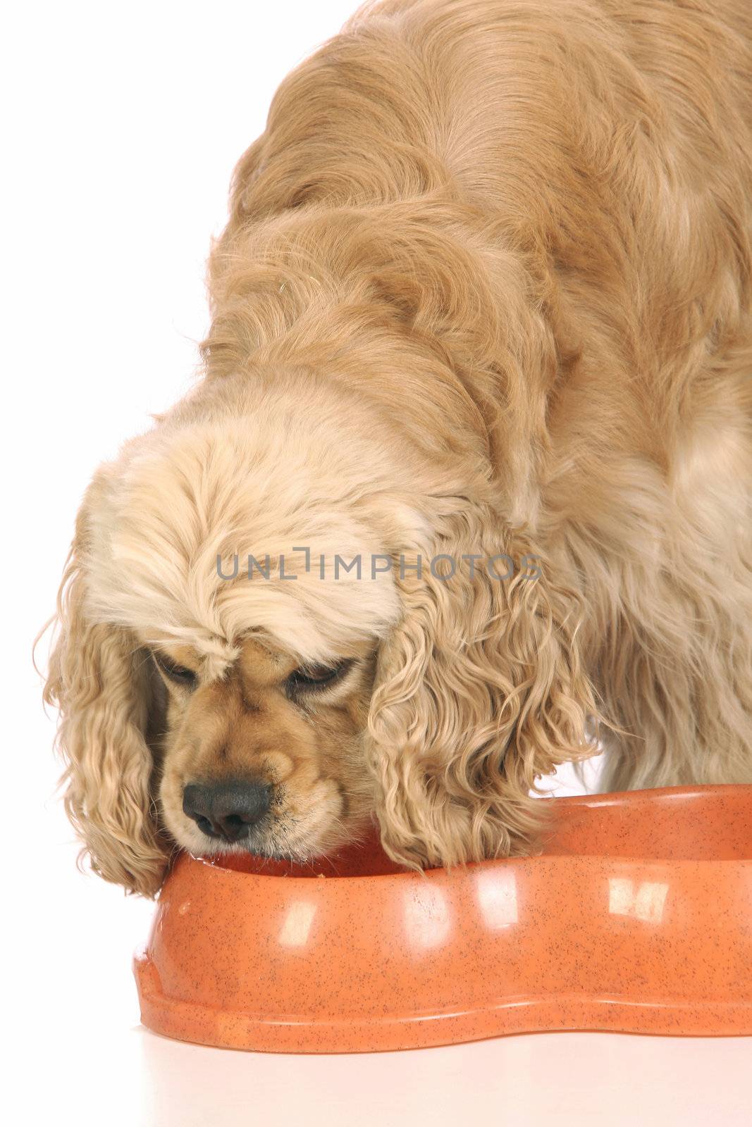 American Cocker Spaniel eating food, isolated on white background