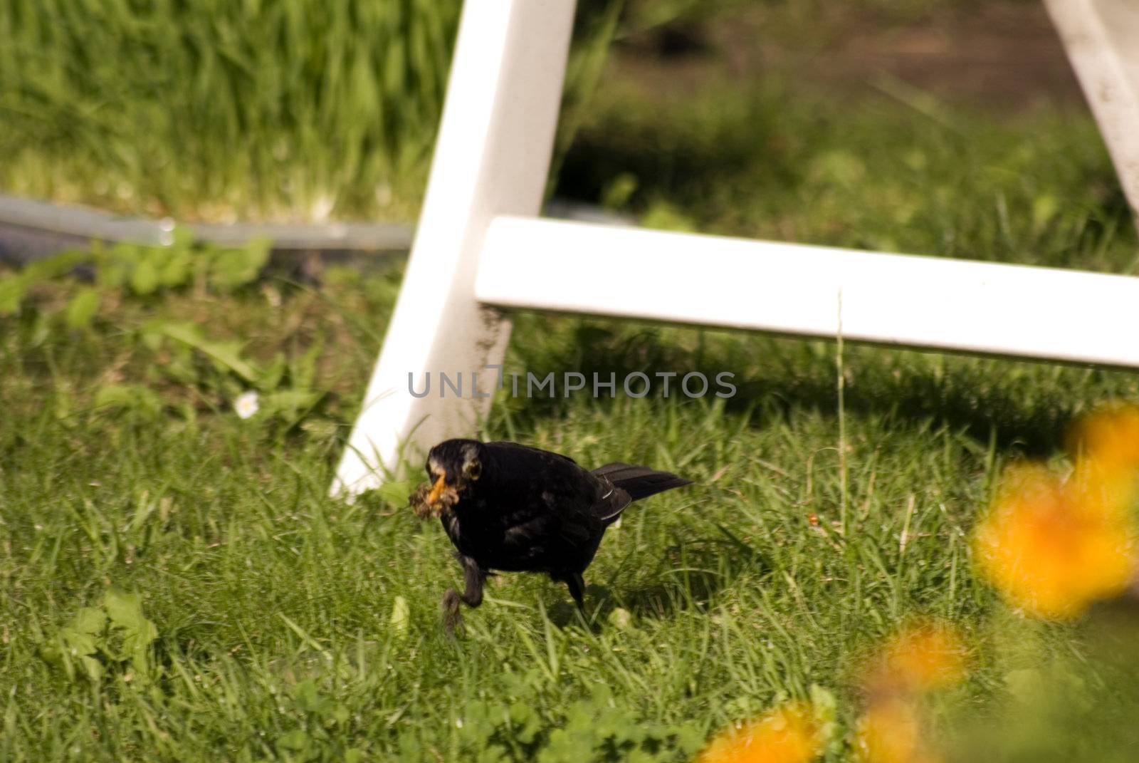 portrait of bird haunting flies in garden