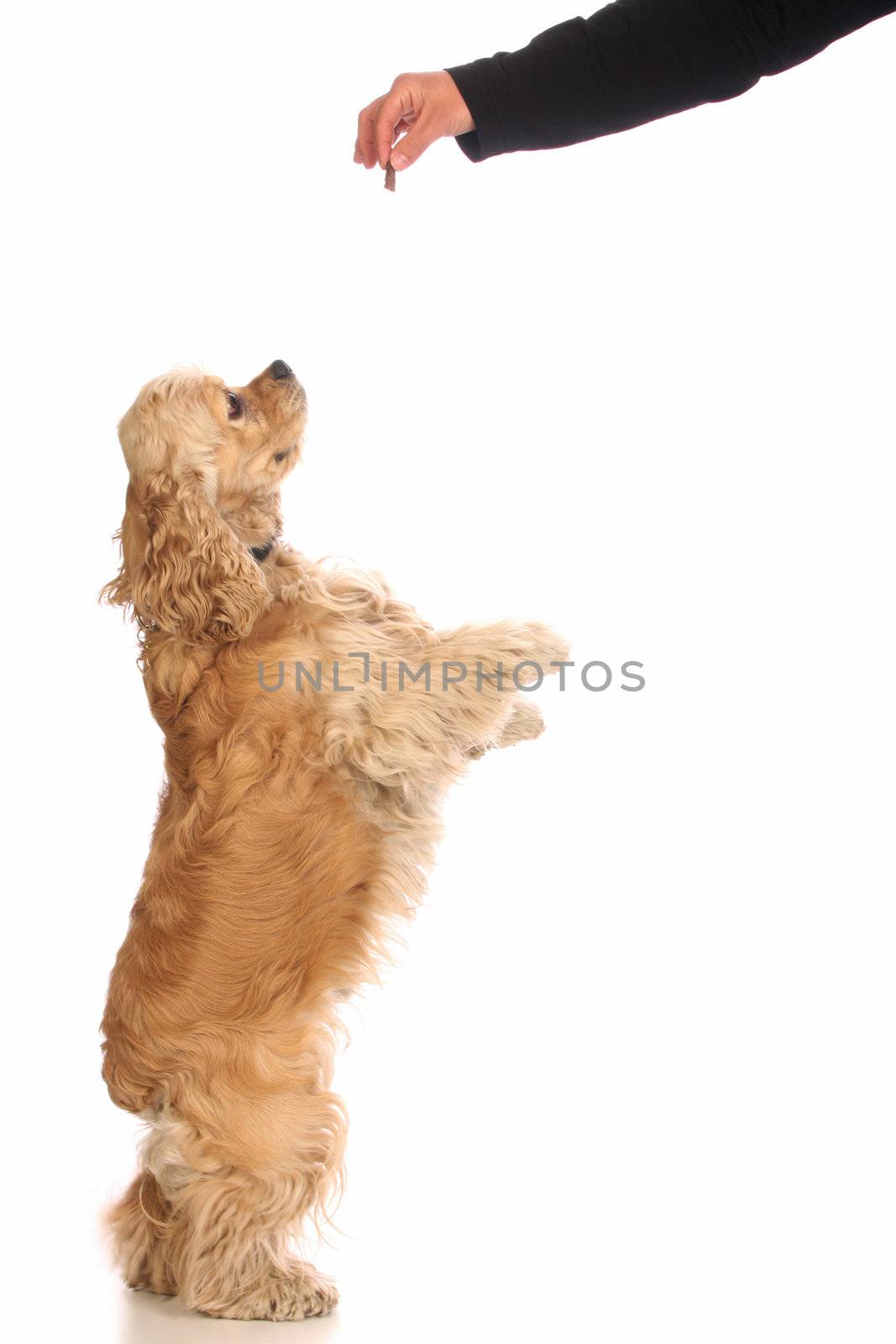 Hand feeding cooky American Cocker Spaniel, isolated on white background