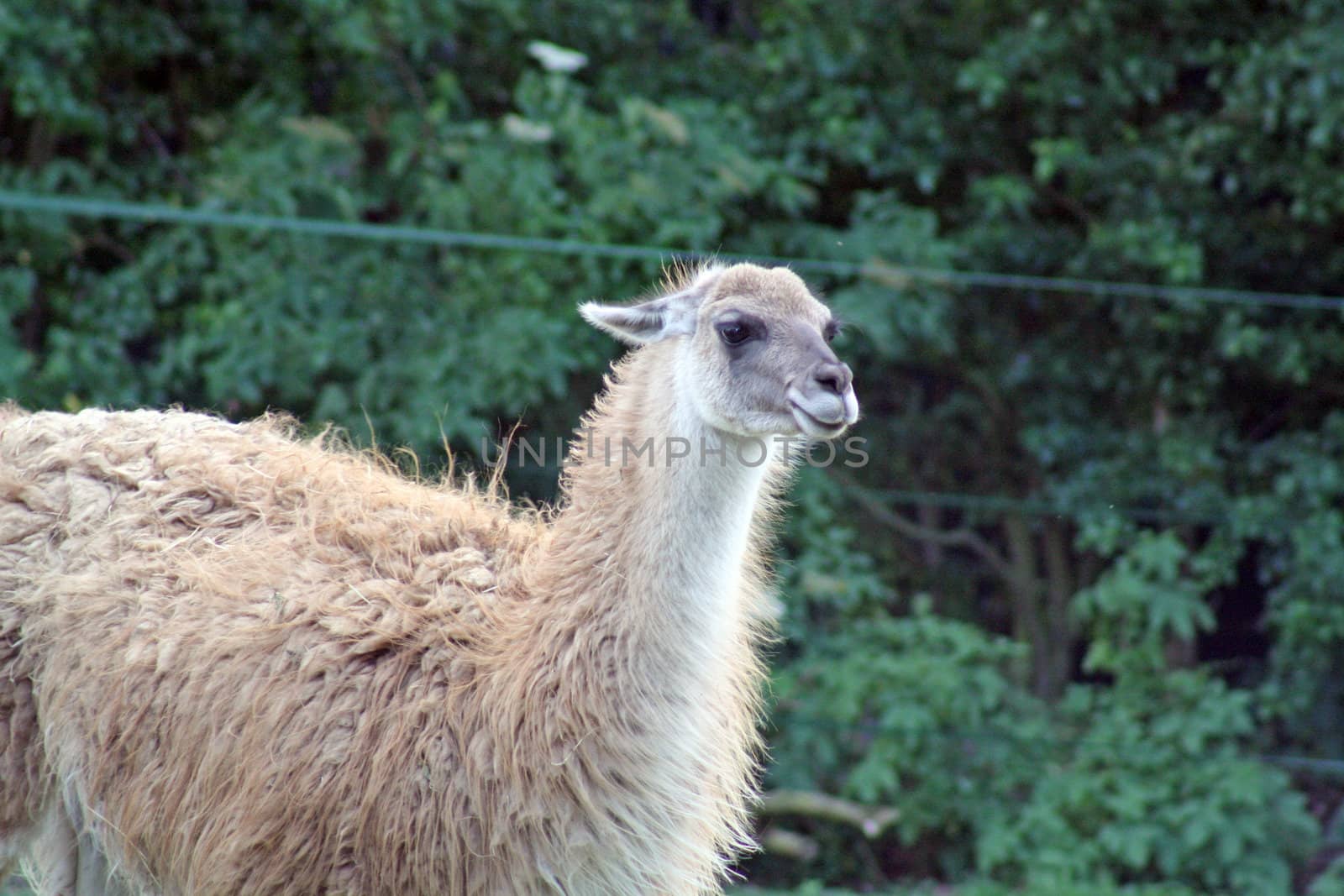 llama in a field by lizapixels