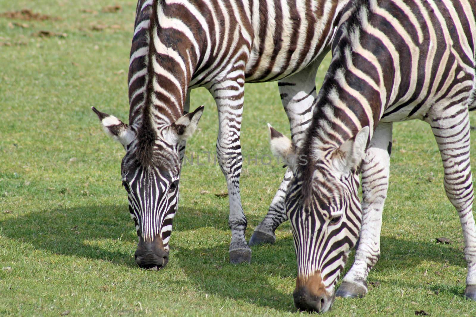close up eating grass
