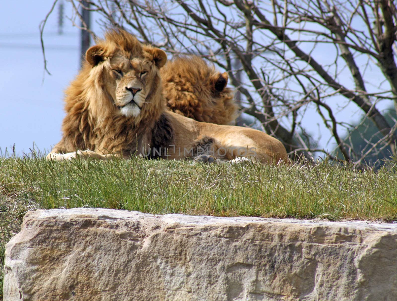 two male lions by lizapixels