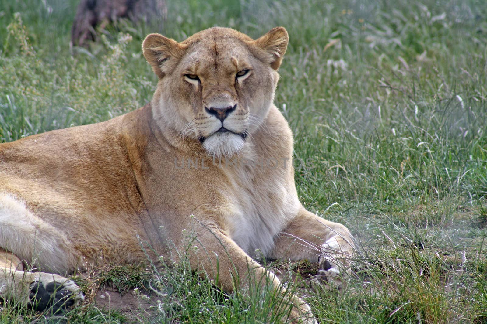 lioness laying in the sun