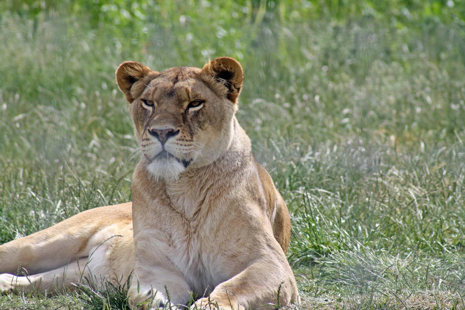 stunning lioness by lizapixels