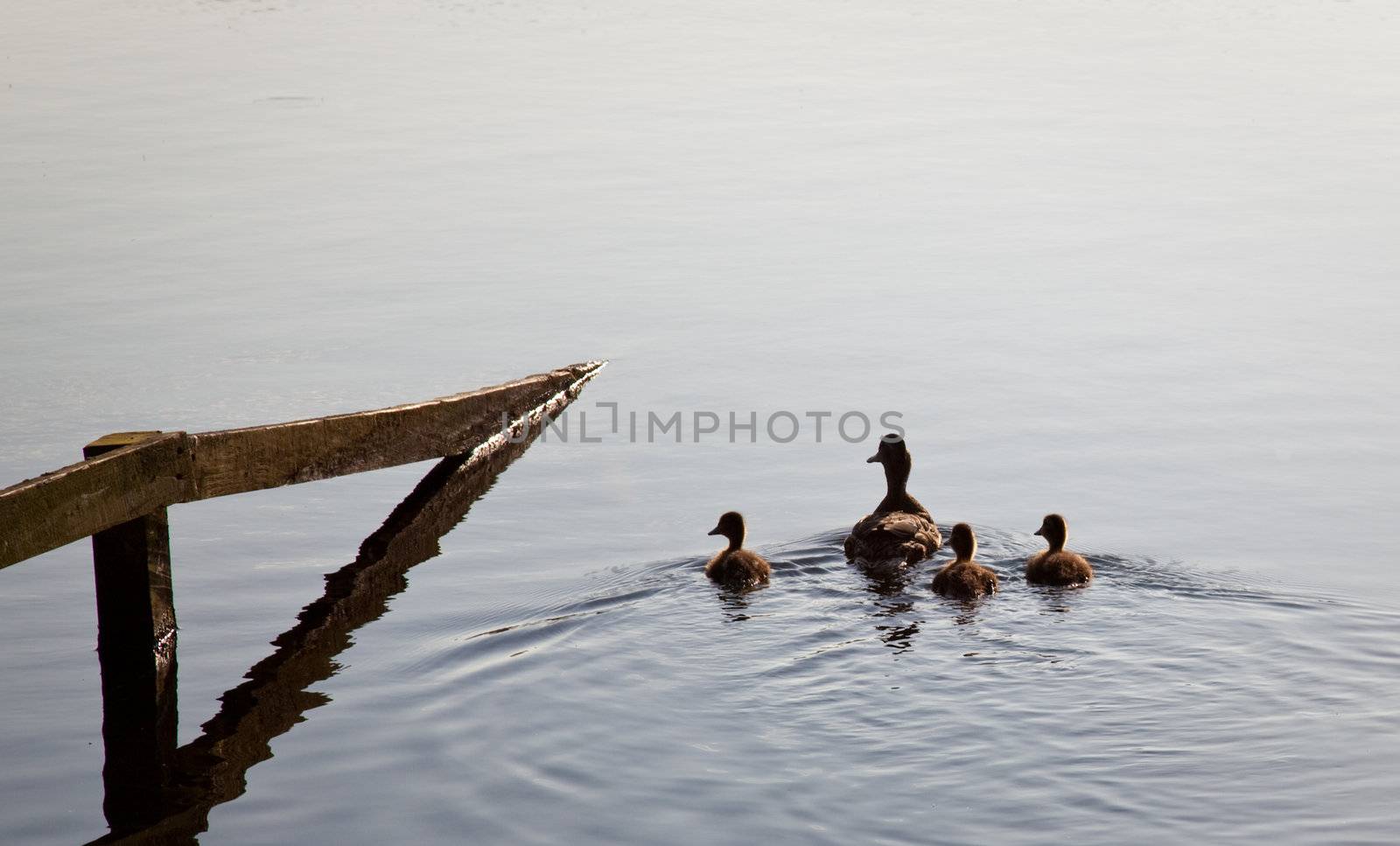 Submerged fence with duck and three ducklings on lake