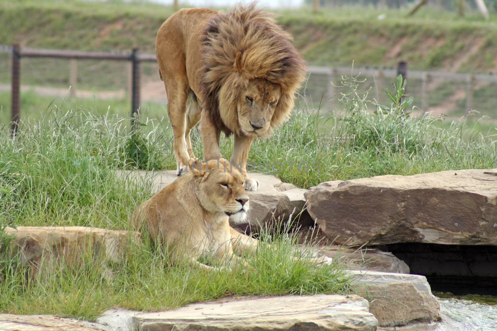 male and female lions by lizapixels