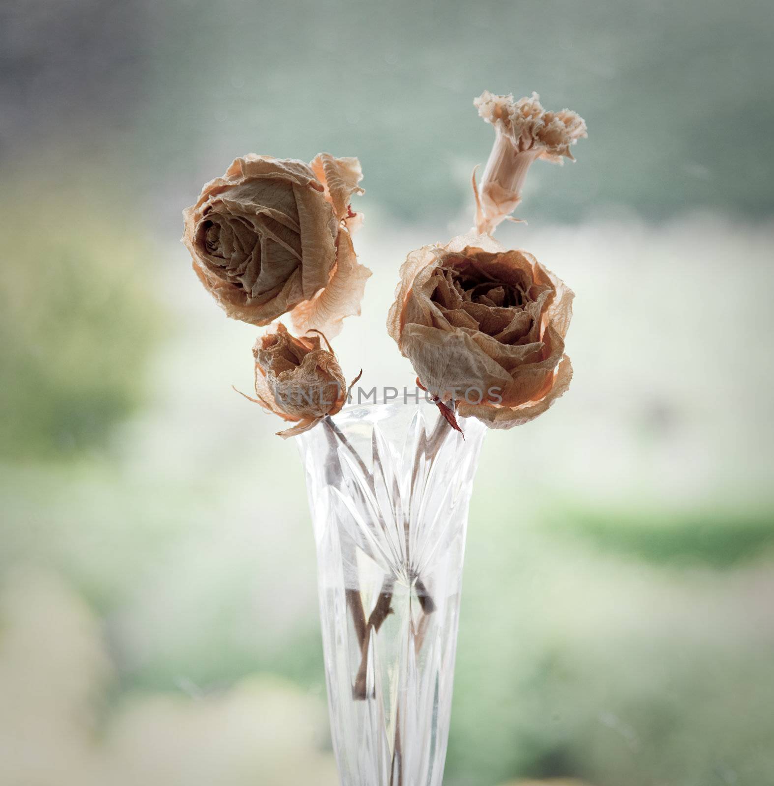 Old dried roses in a glass vase by steheap