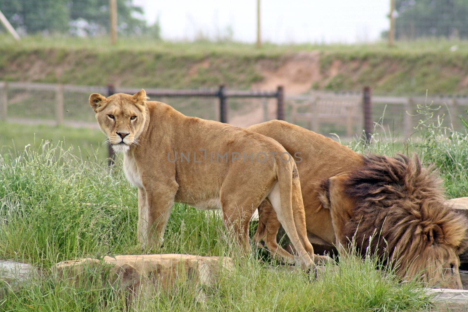 lion pride by lizapixels