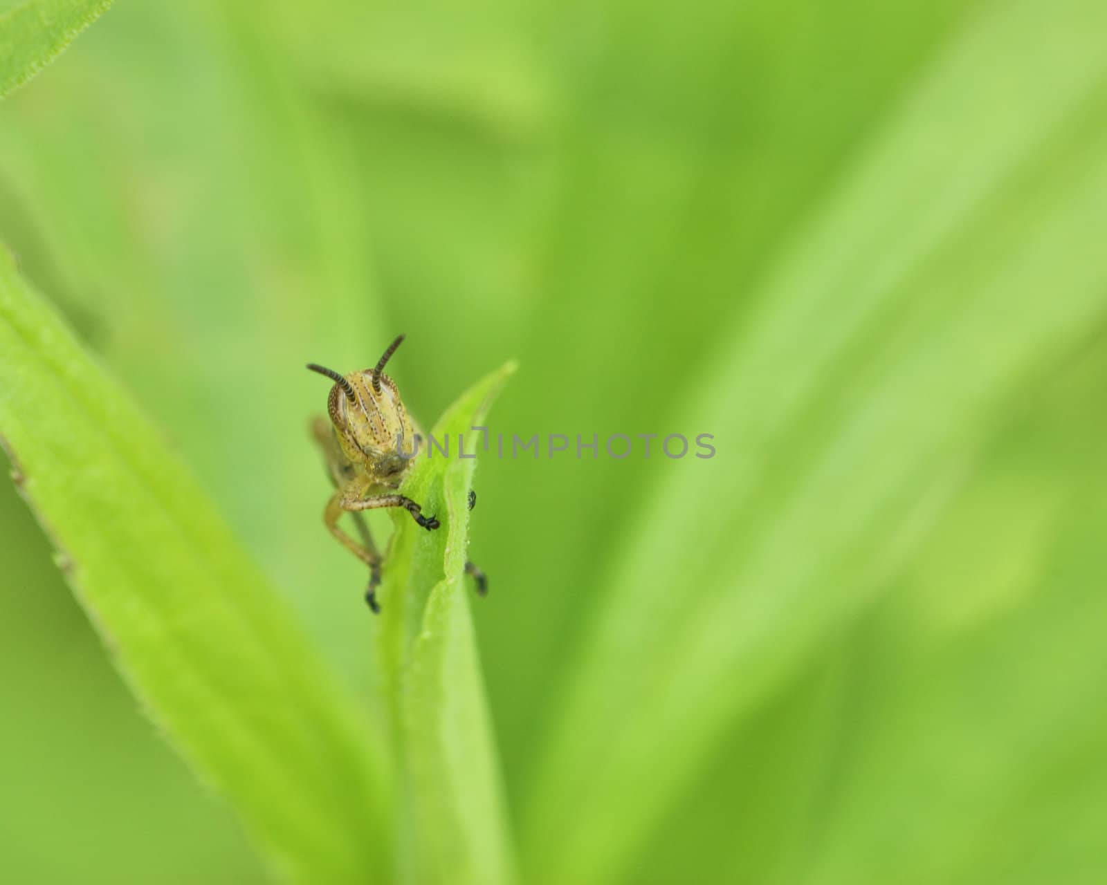 A grasshopper perched on a plant leaf.