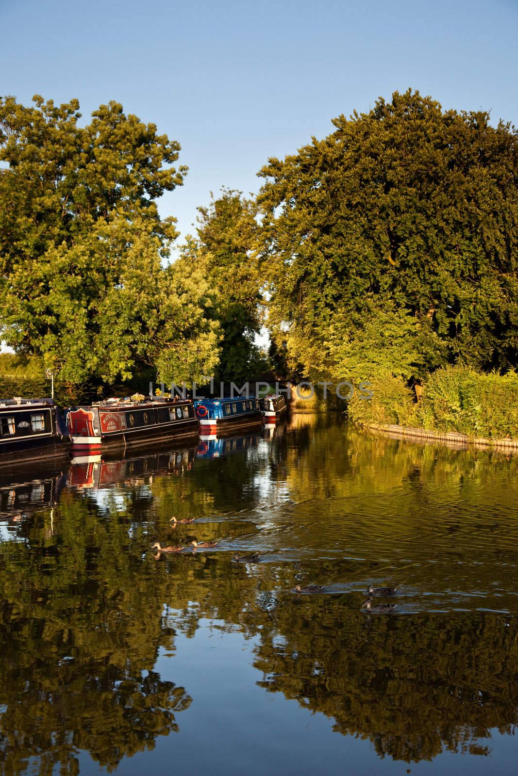 Ducks creating ripples in canal near Ellesmere in Shropshire