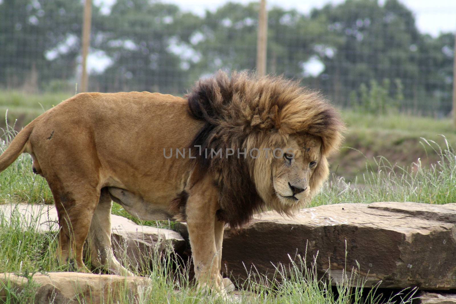 male lion by lizapixels