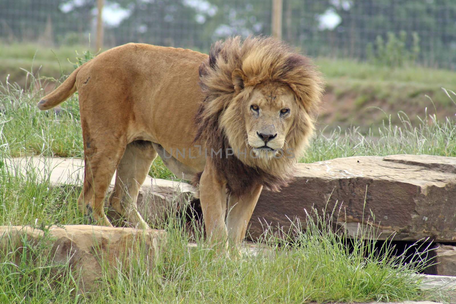 stunning male lion by lizapixels