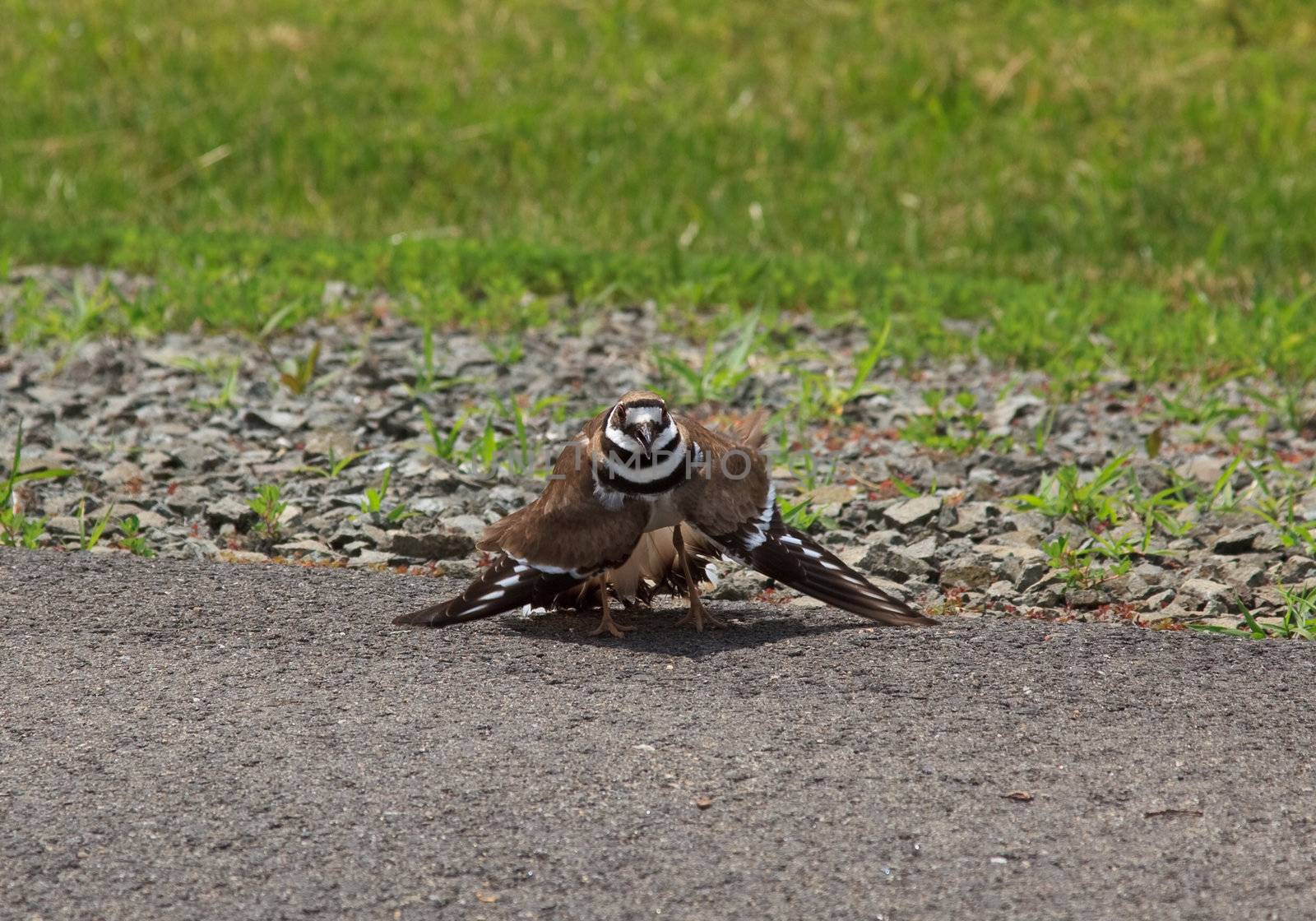Killdeer bird with angry stance as it defends its nest in loose gravel by roadside
