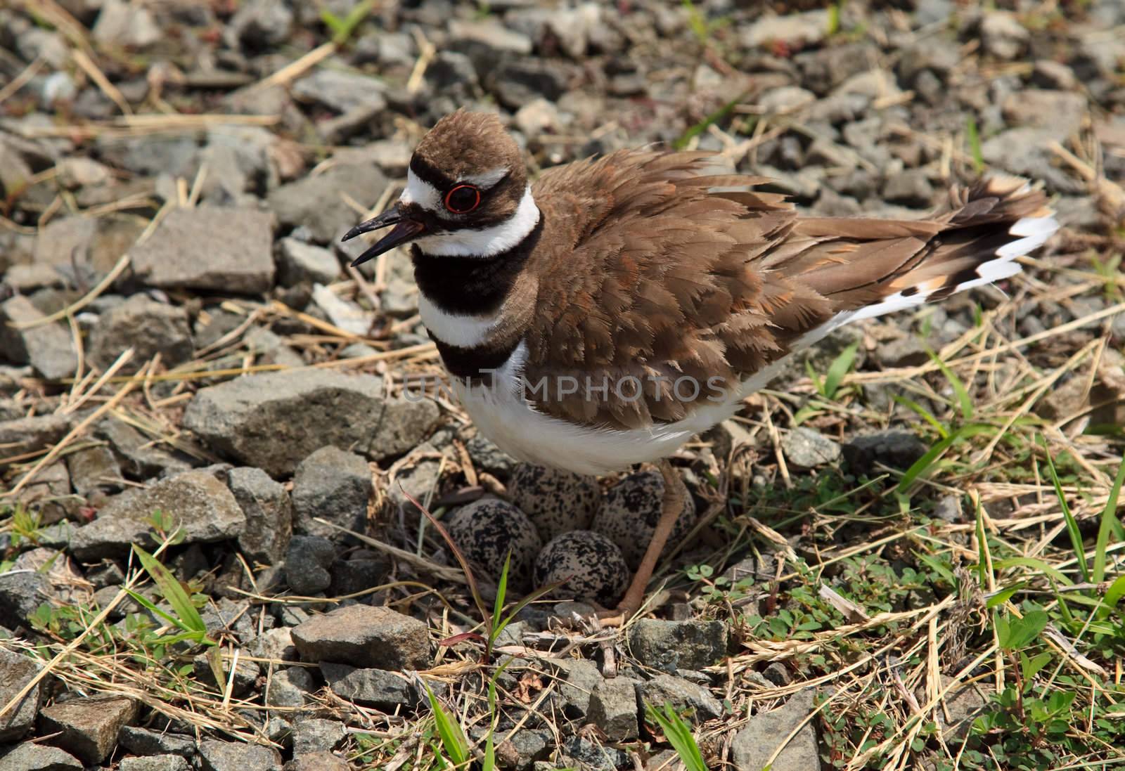 Killdeer nest with four eggs in loose gravel by country road