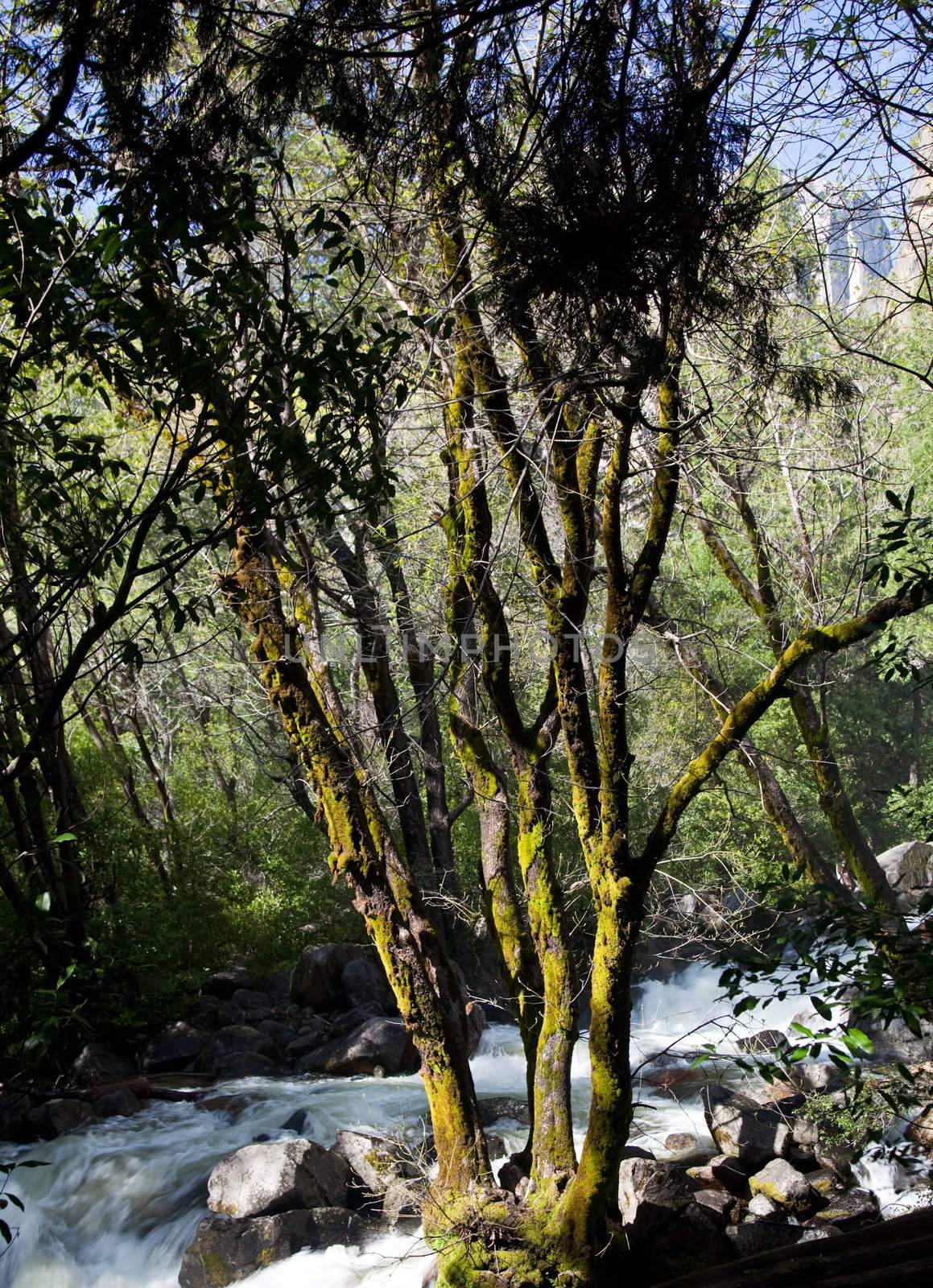 Moss covered tree in Yosemite by steheap