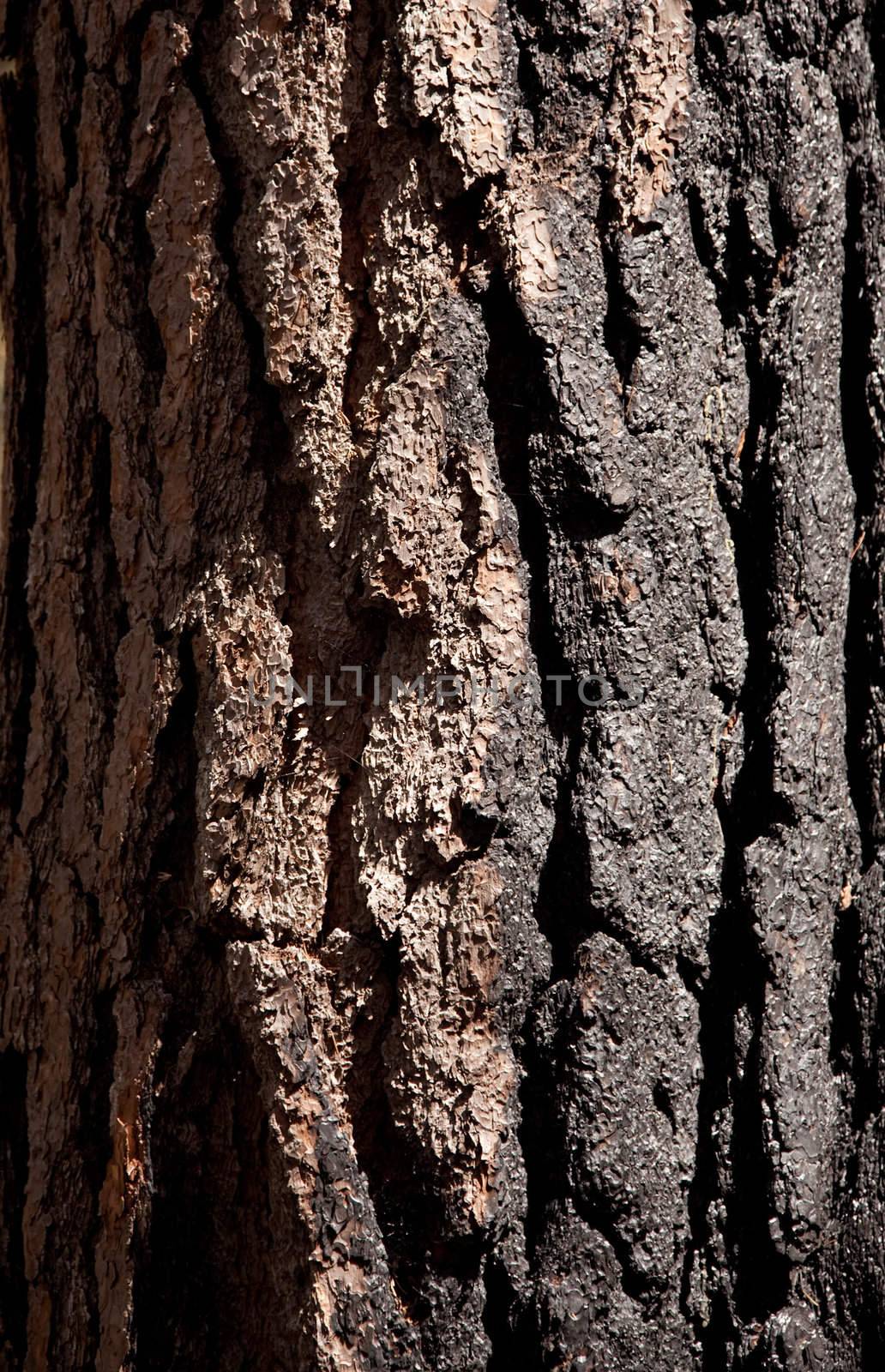 Close up of burnt tree trunk by steheap