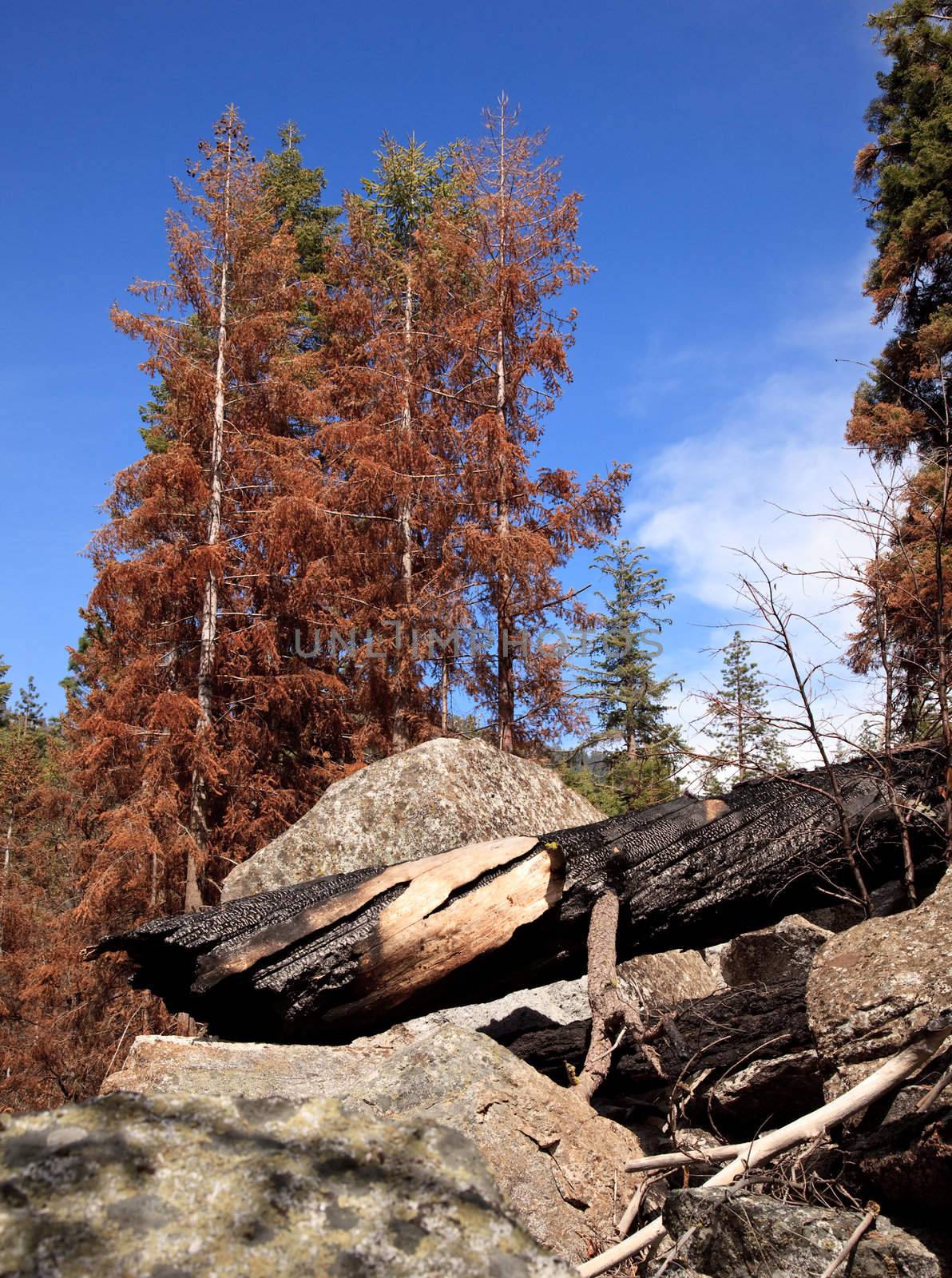 Scorched trees after forest fire by steheap
