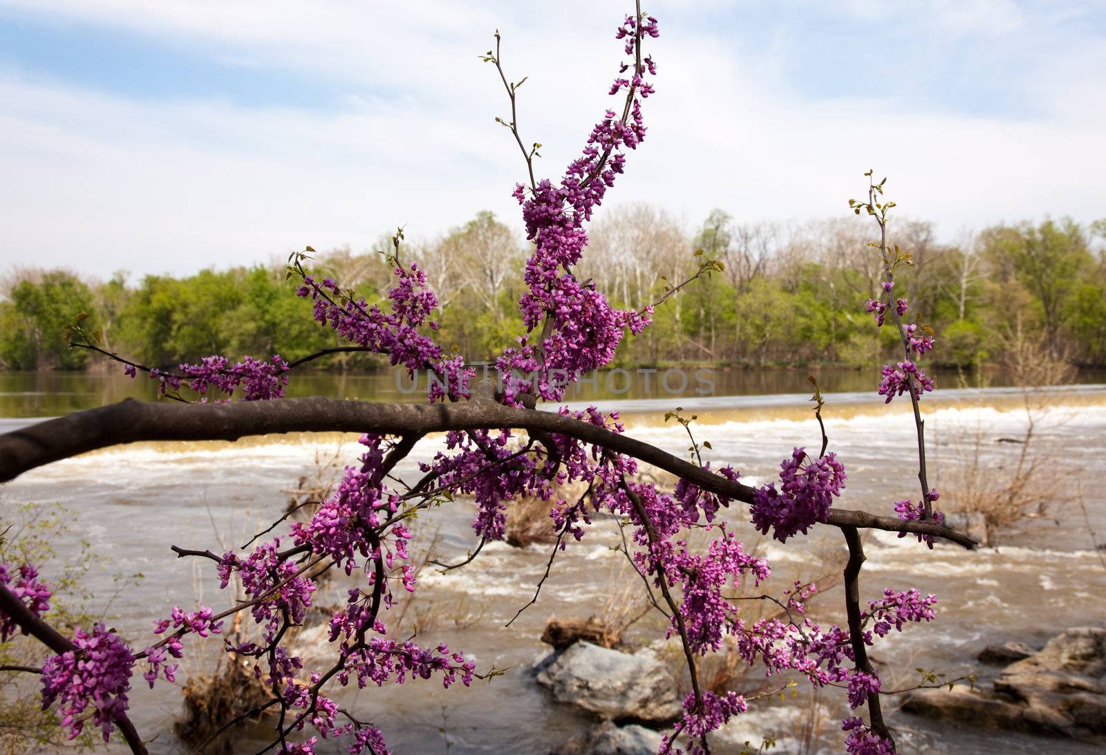 Close-up of red blossoms by Potomac Dam by steheap