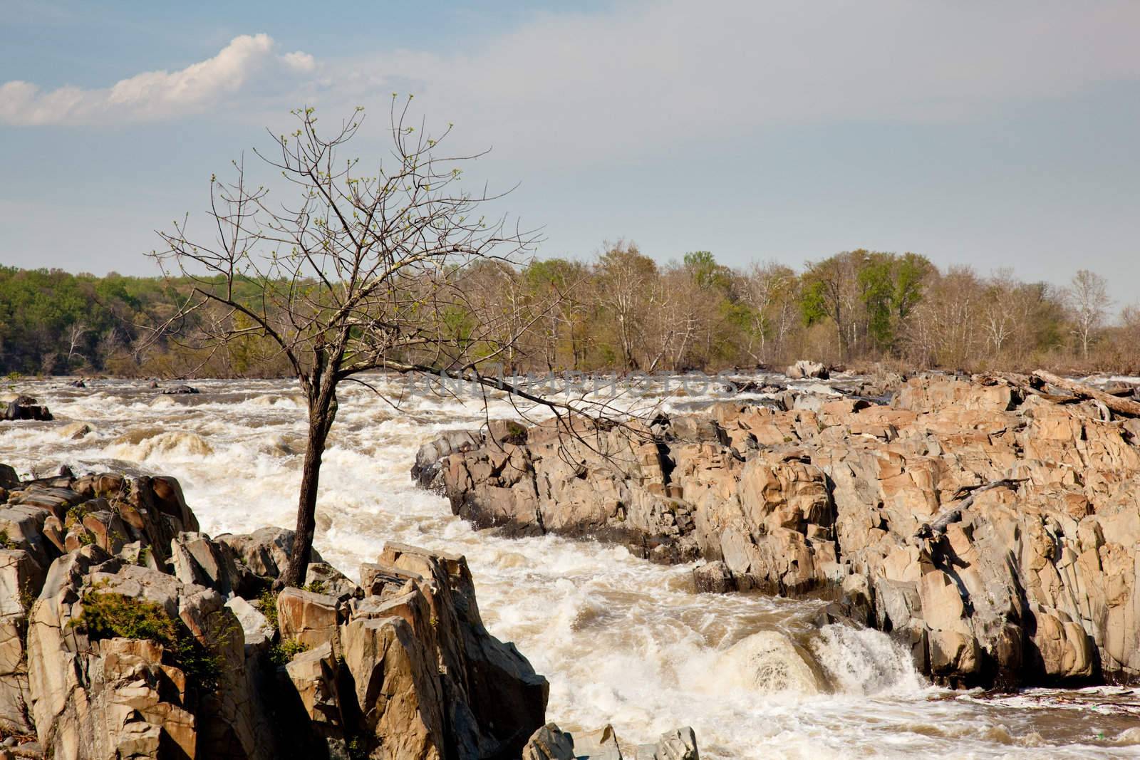 Gaunt tree in front of Great Falls by steheap