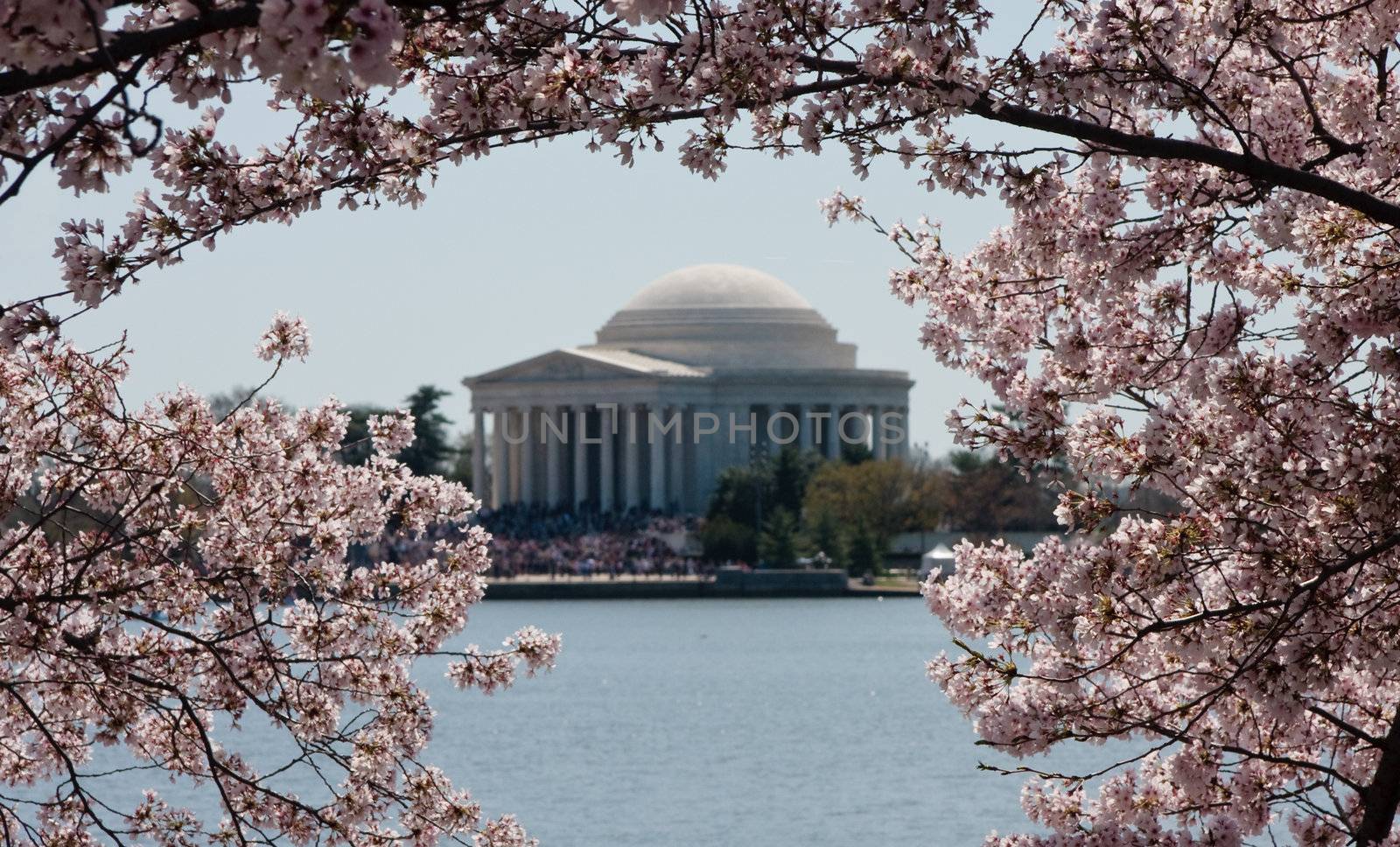 Cherry Blossoms in focus surrounding a slightly out of focus image of Jefferson Memorial