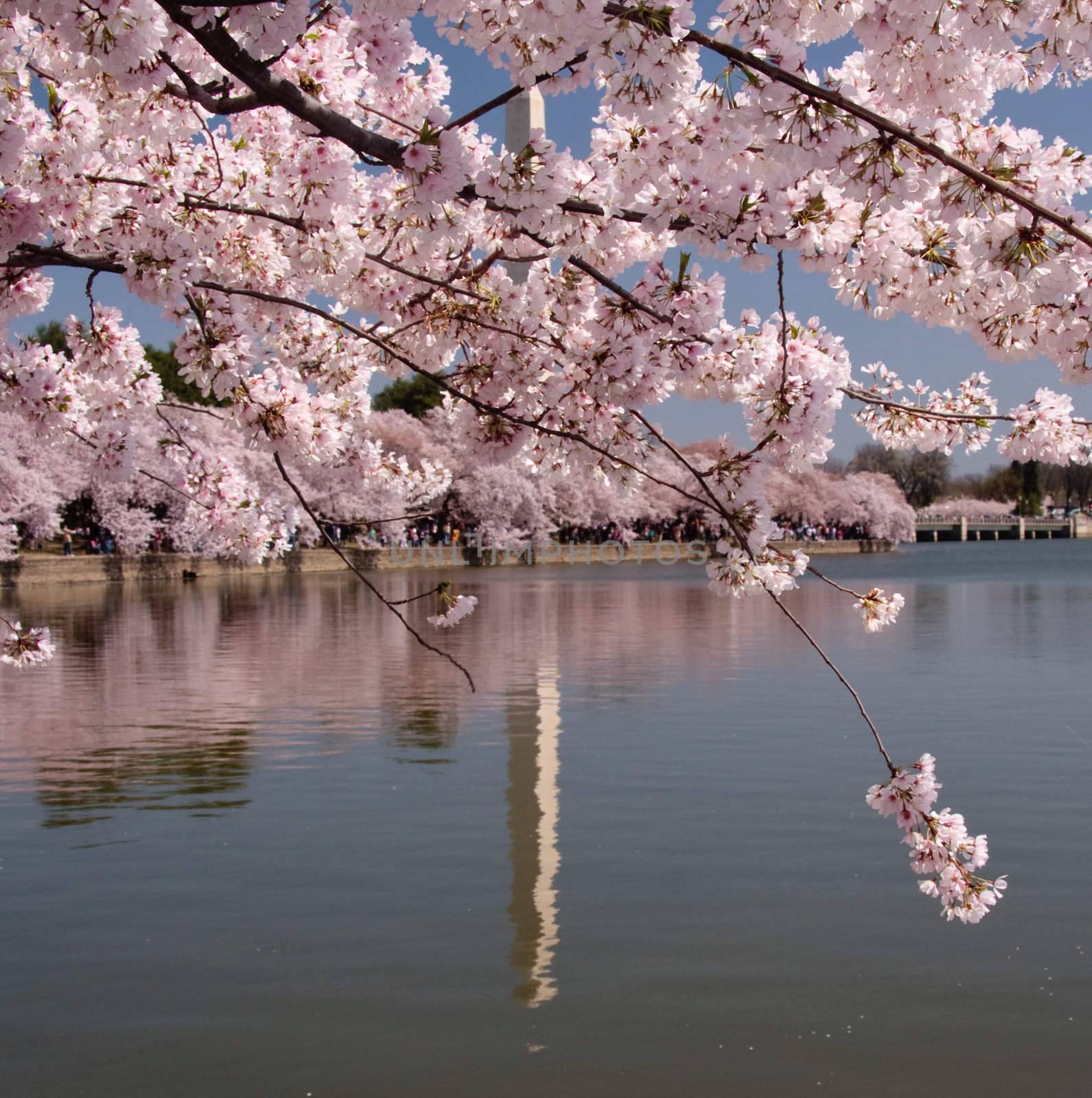 Cherry blossoms dominate the scene allowing only the reflection of the Washington Monument to be seen