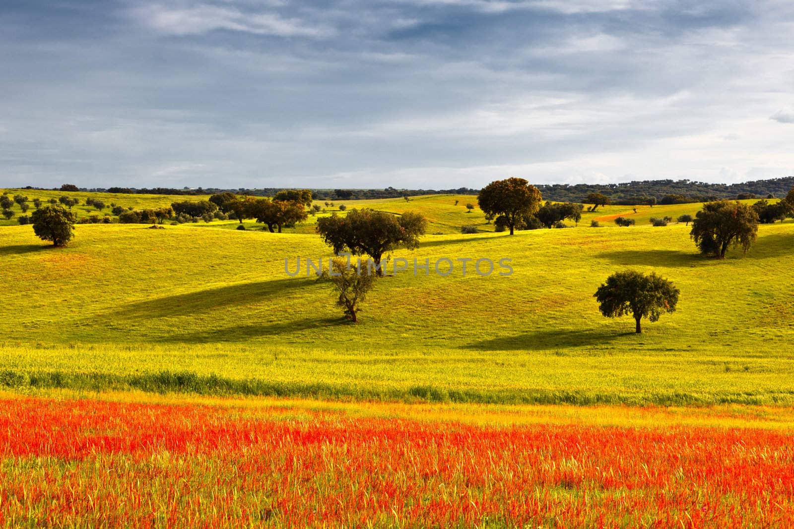 Typical landscape of Alentejo in the beginning of spring.