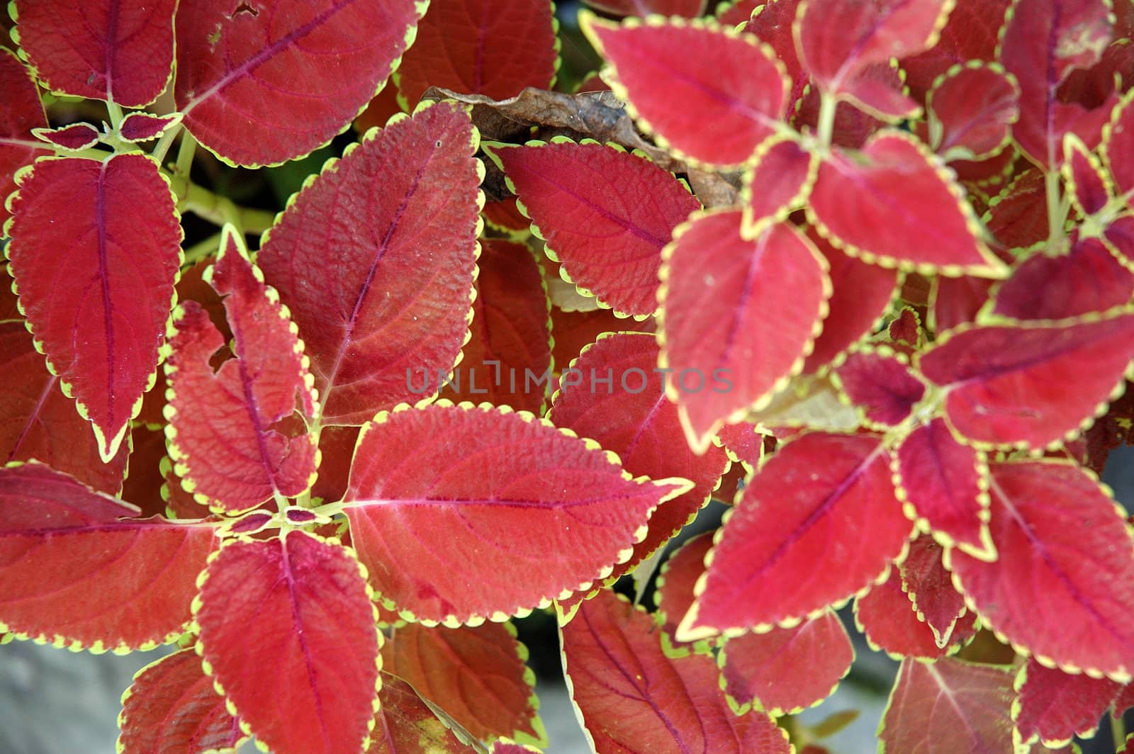 Abstract view of red leaf with shallow dof