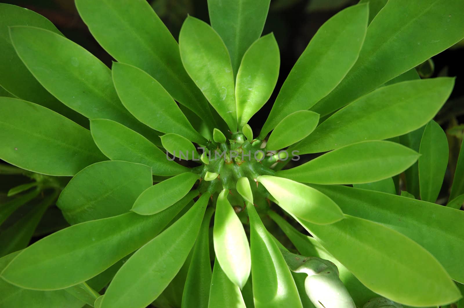 green leaf by bluemarine