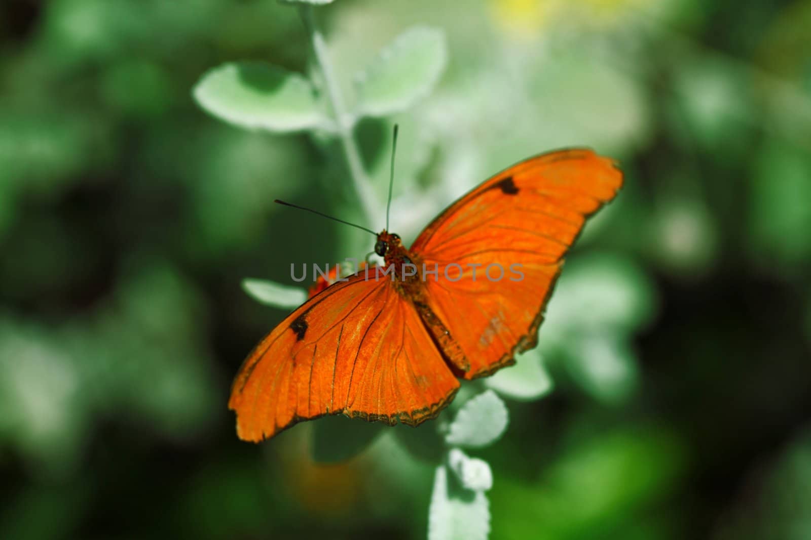 Orange Julia Heliconian butterfly (Dryus iulia) against a green background.
