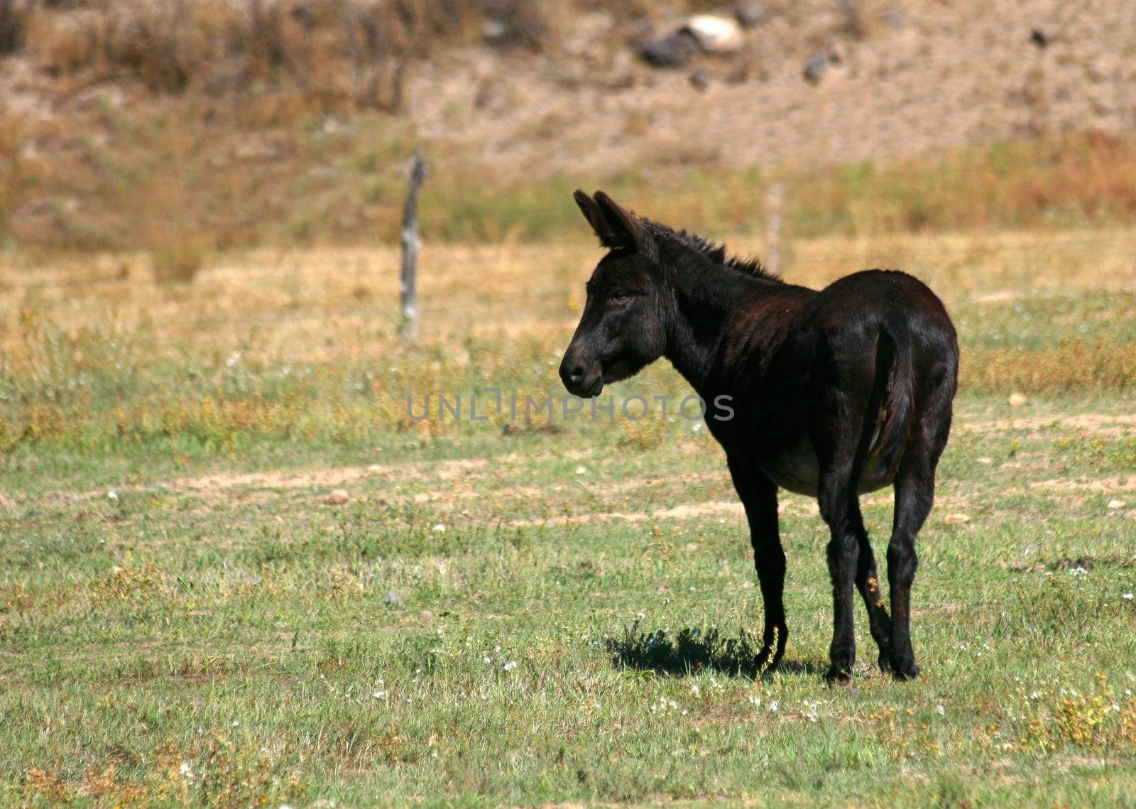 A black donkey with his hind end toward you