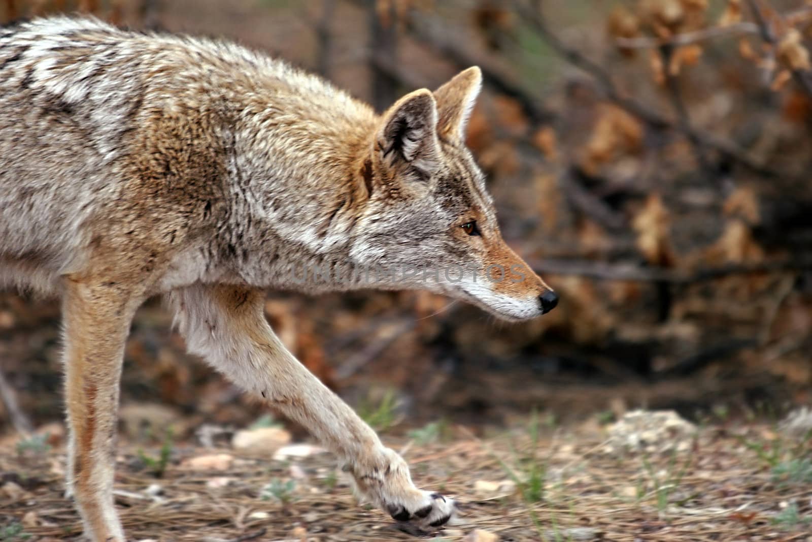 Coyote bitch (canis latrans) trotting through the forest surrounding the Grand Canyon in Arizona in search of food for her pups.