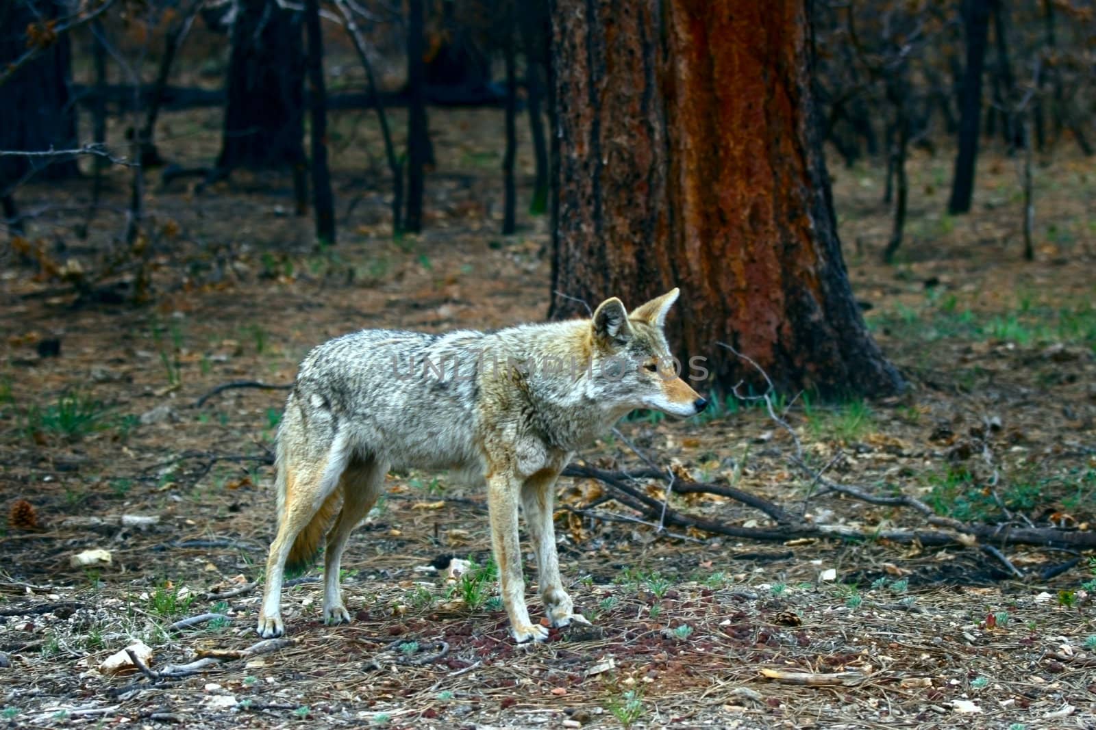 Coyote bitch (canis latrans) with mangled foreleg lingers in forest surrounding the Grand Canyon seeking handouts of food for her hungry puppies.