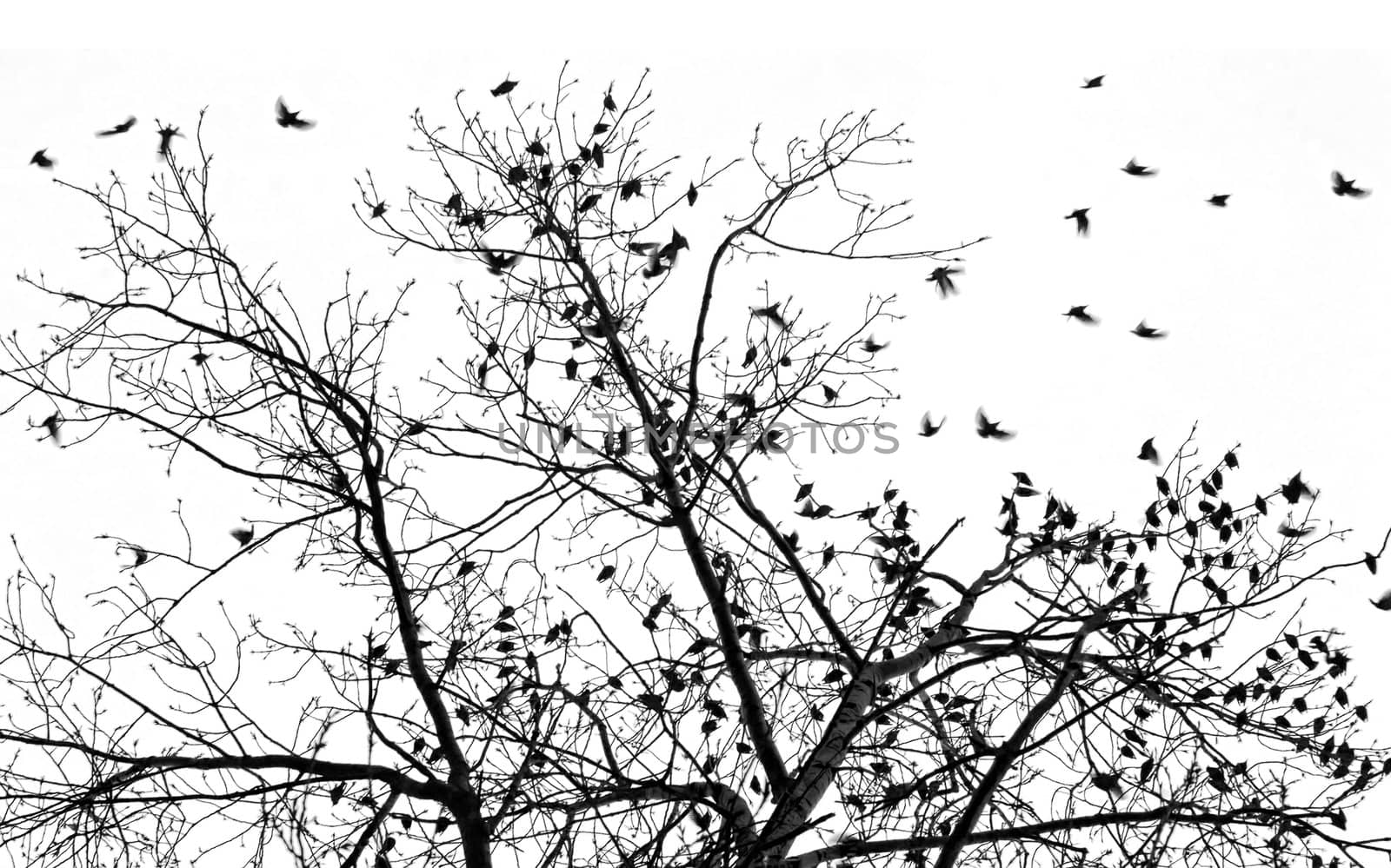 many starlings by weknow