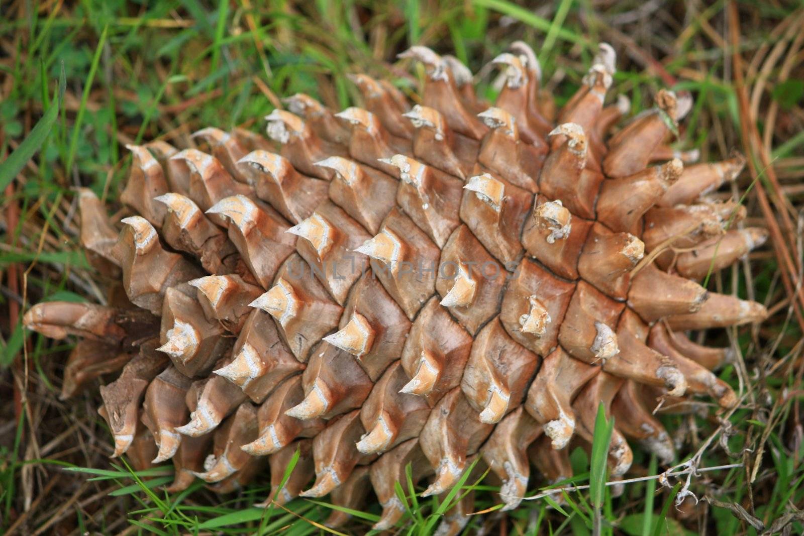 Large pointy pine cone on green grass.