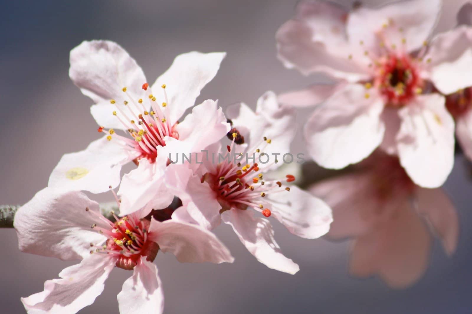 Cherry tree blossoms on branch.