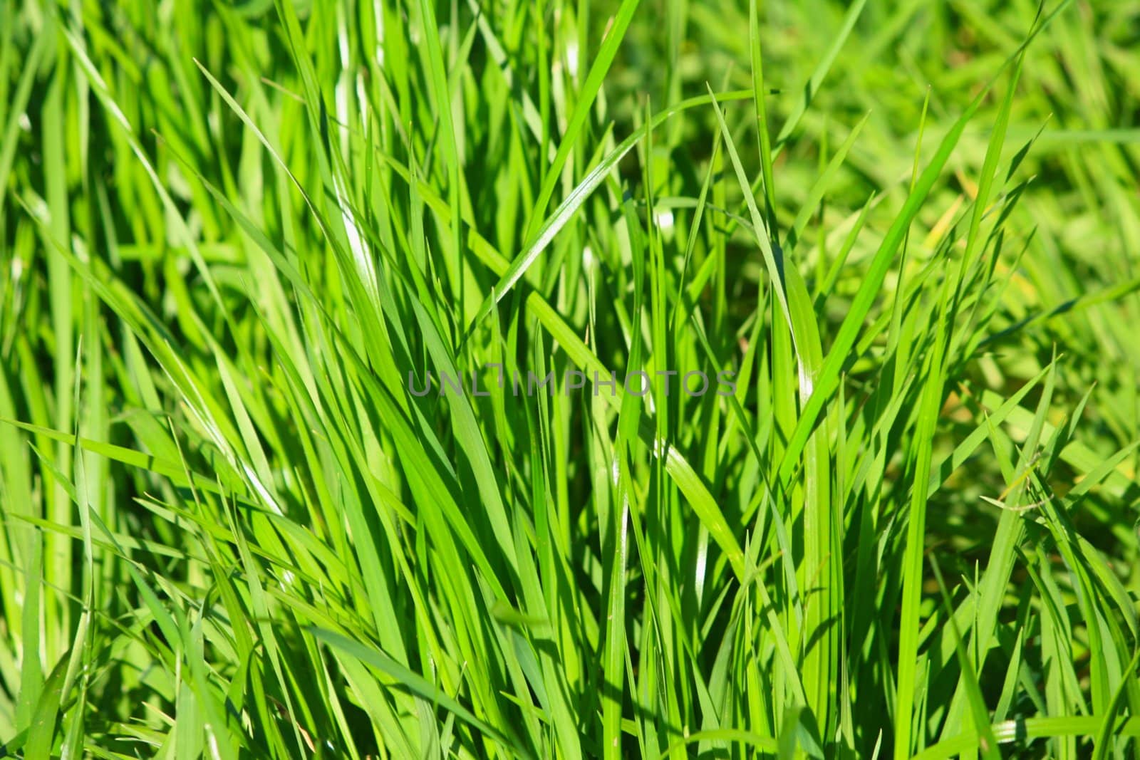 Large blades of green grass.