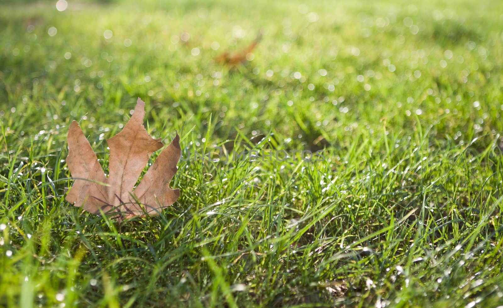 fragmented Maple leaf on grass.