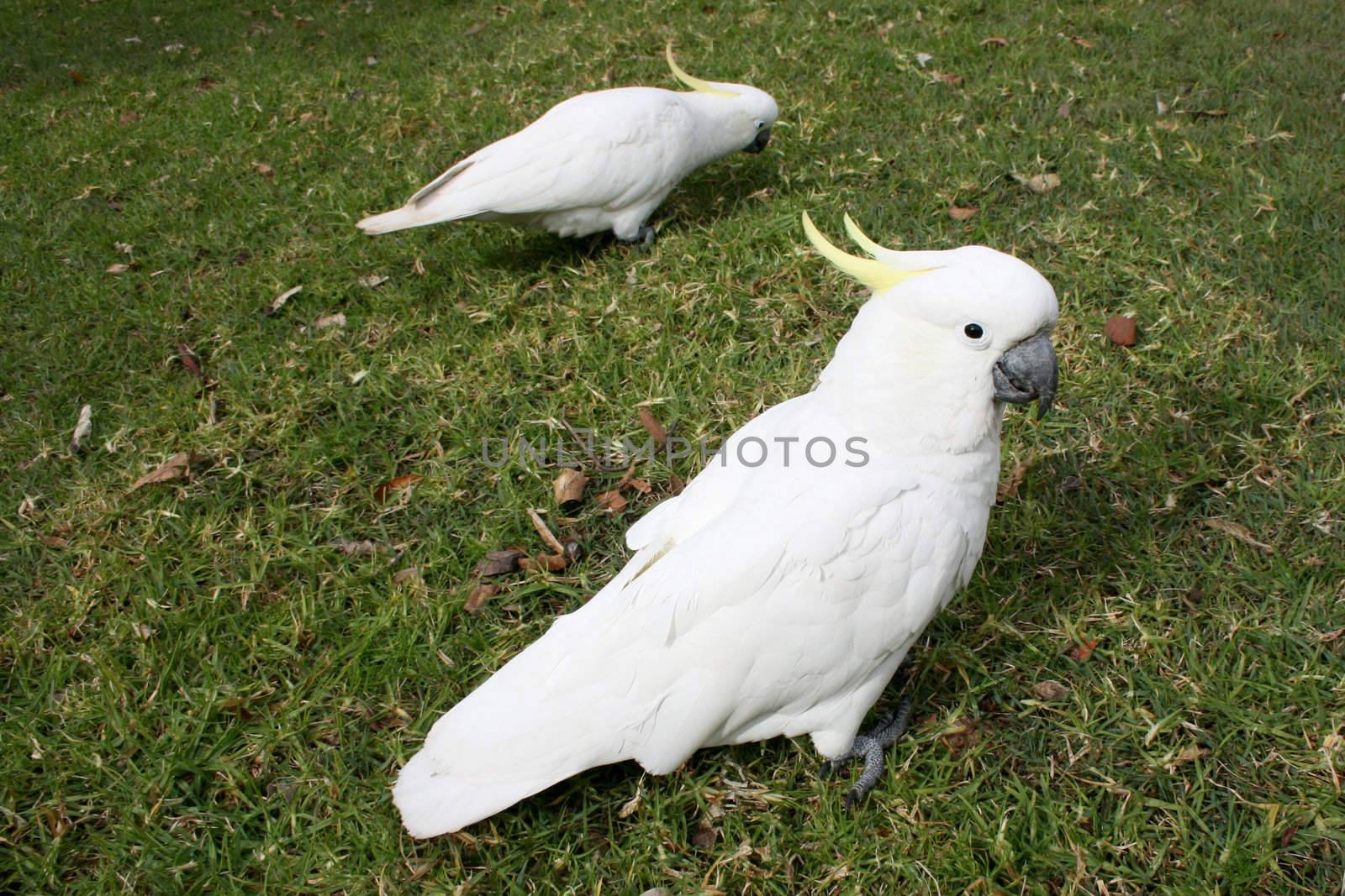 Cockatoos in park by leeser
